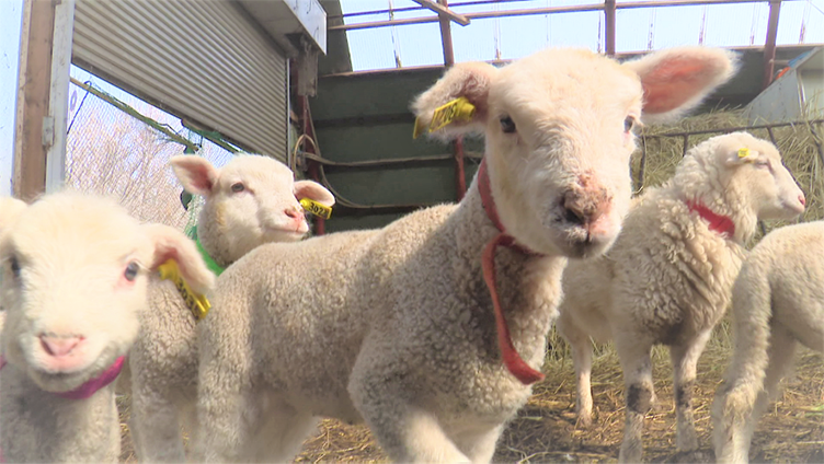 もこもこ♡ヒツジの赤ちゃんを抱っこできる！イベント開催中【石狩