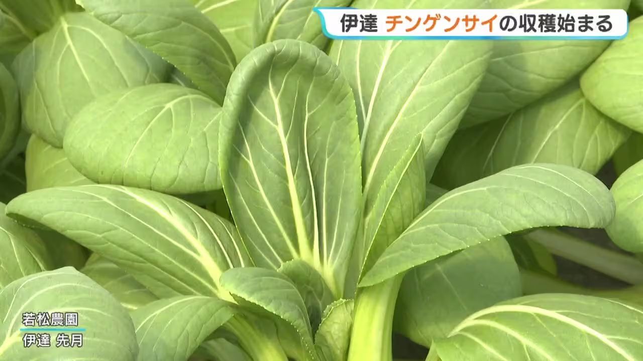 いっちゃんおいしいHBC｜HBC北海道放送