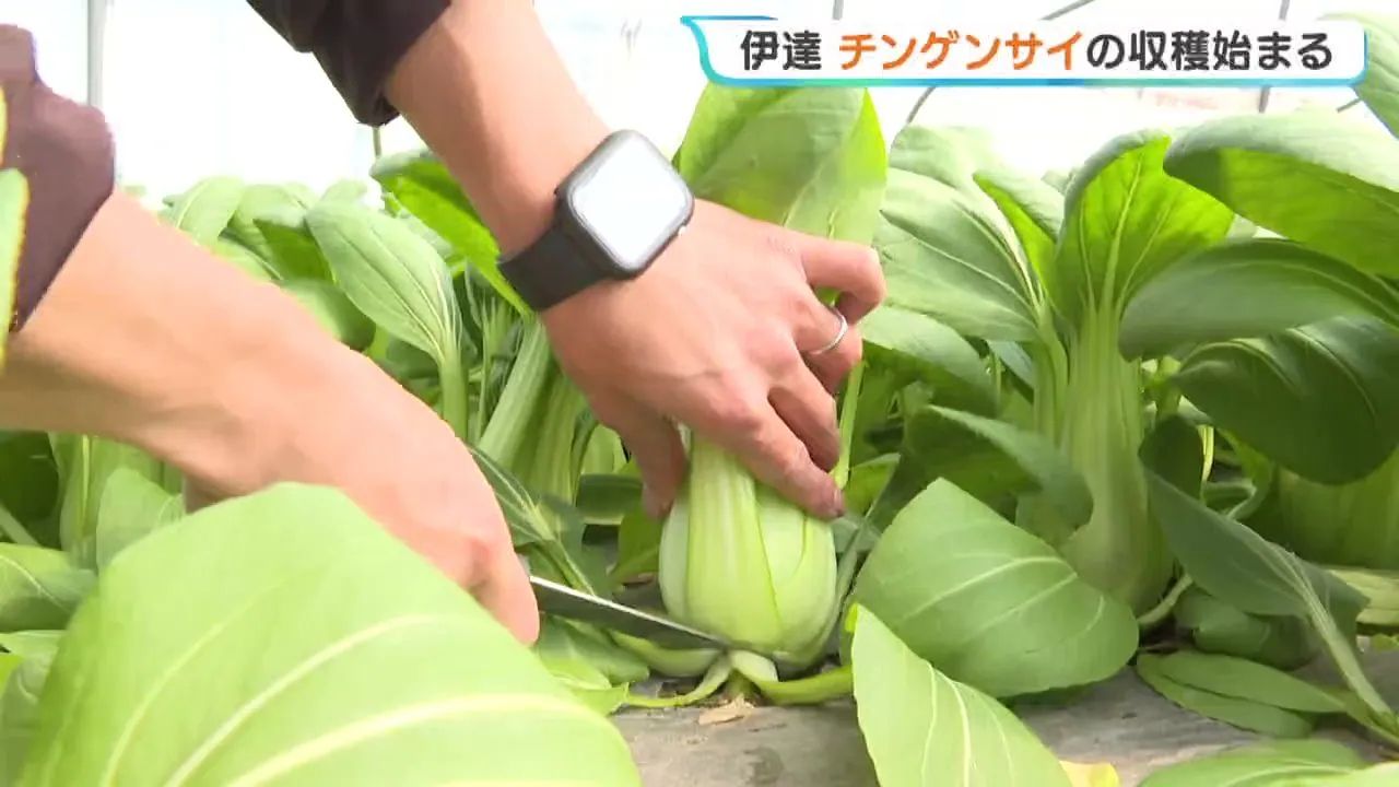 いっちゃんおいしいHBC｜HBC北海道放送