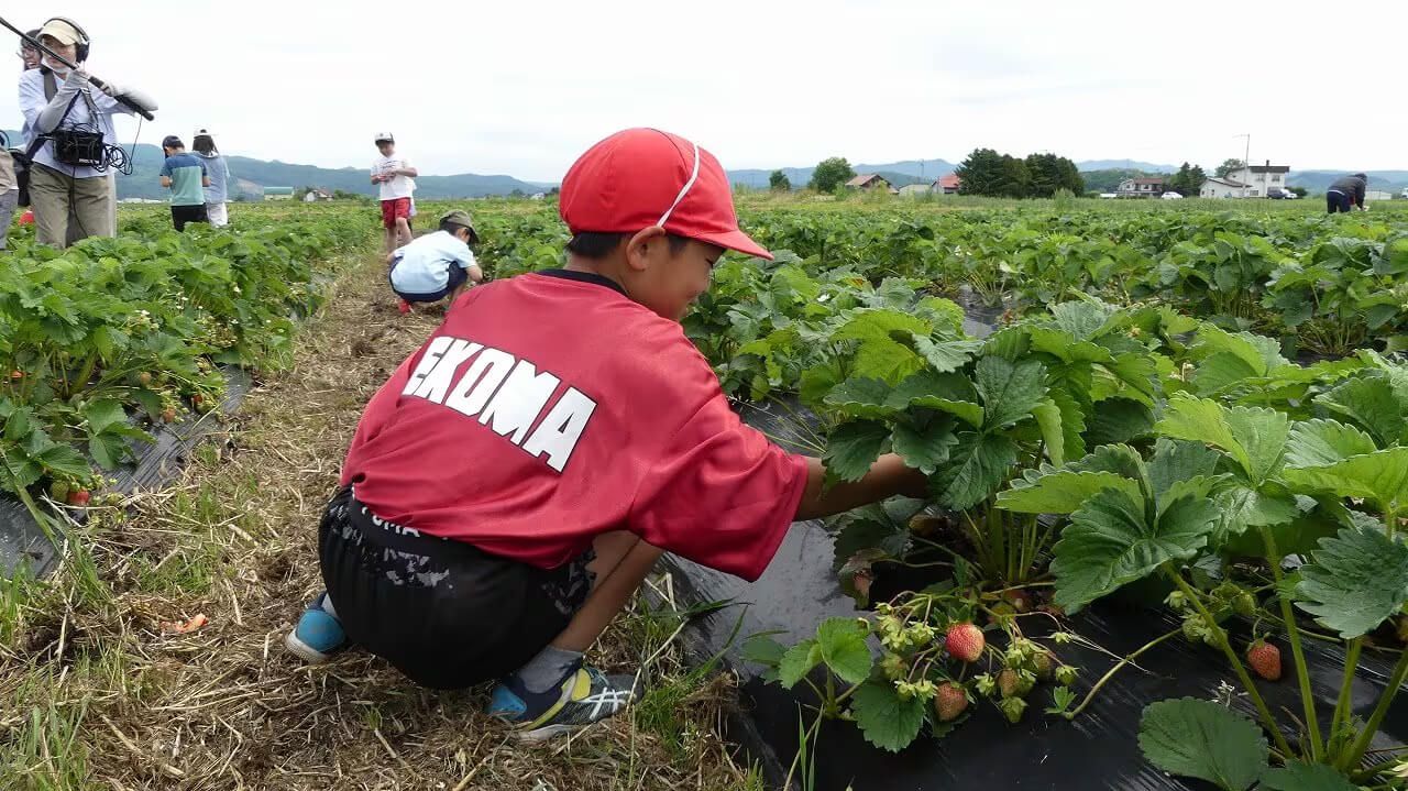 いっちゃんおいしいHBC｜HBC北海道放送
