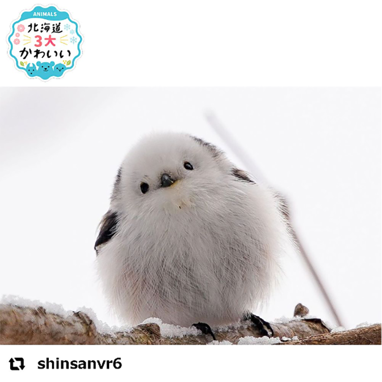 もふもふがたくさん 北海道のかわいい動物の写真を2年間で500枚配信 登場回数が最も多かったのは どの動物 Sitakke したっけ