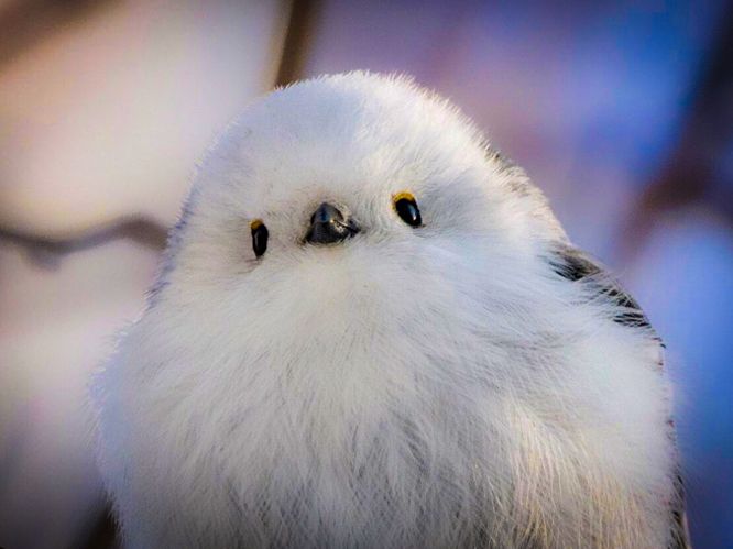 もふもふページ ベスト ボアベスト フルジップ アウター キングサイズ スタンド