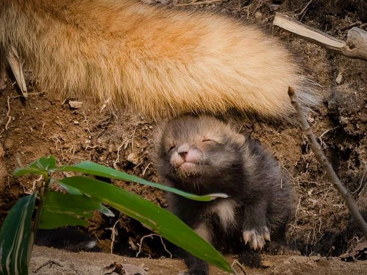 ママのシッポが、大好きっ！」キタキツネの赤ちゃんがかわいすぎる