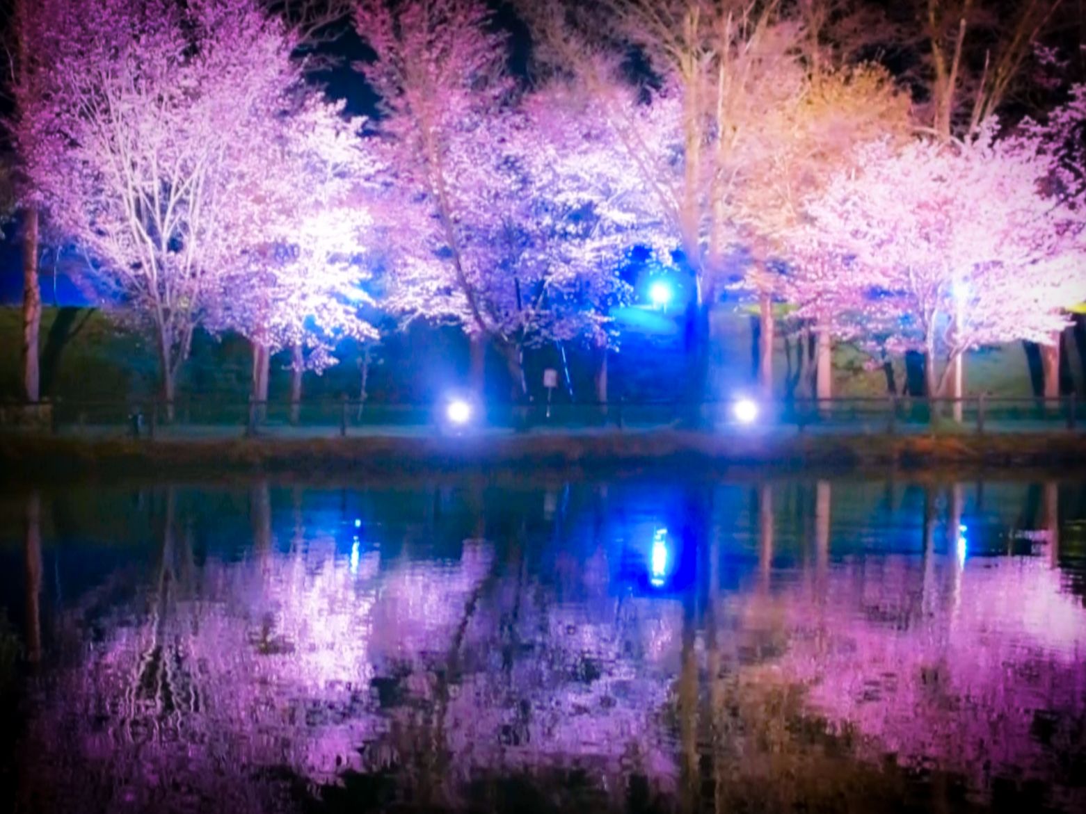 いすみ様　①桜ライト実機＆コントローラー いすみ様 ①桜ライト実機＆コントローラー