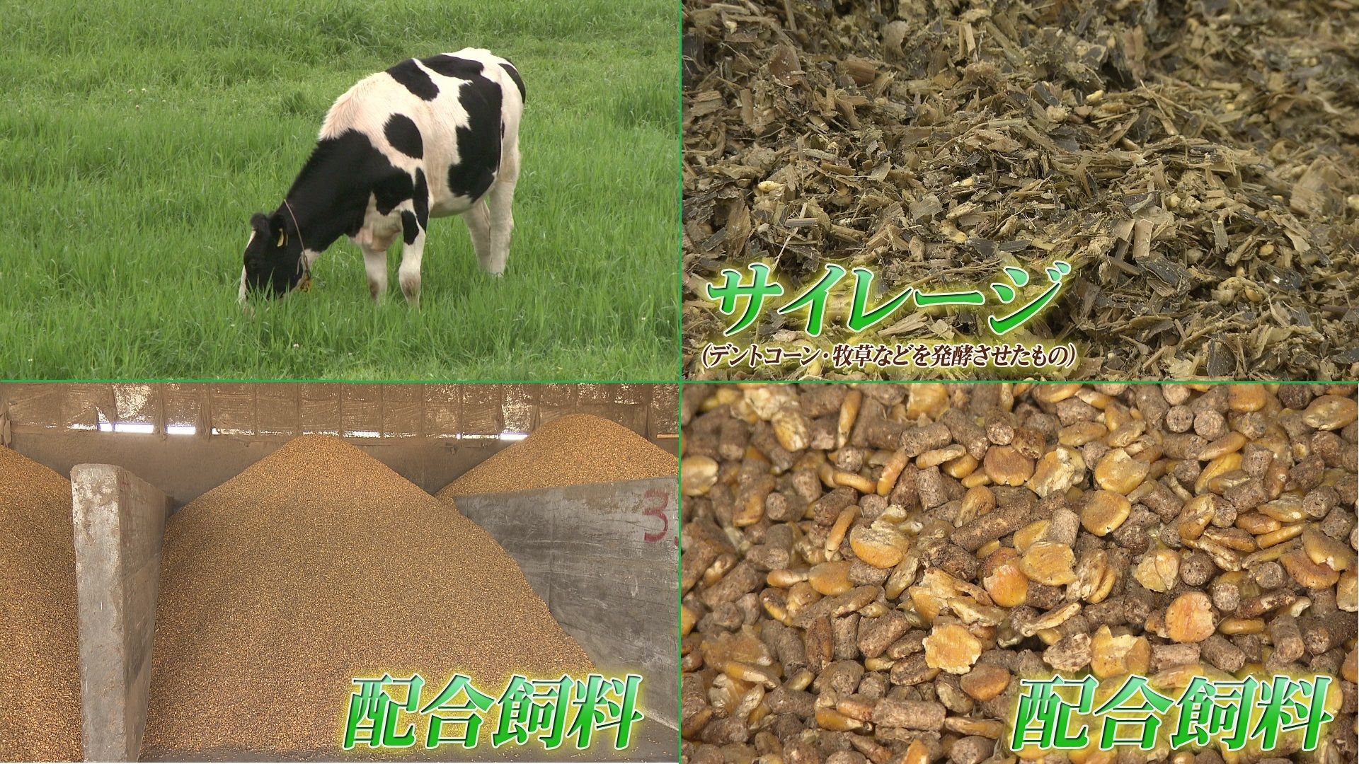 粉袋 乳牛用3号 糖蜜入配合飼料 リメイク 古布 入手困難 貴重 E-1 ♯646 配合飼料を学ぶ！編:あぐり王国北海道NEXT｜HBC北海道放送