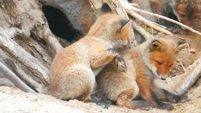 いっぺんに8匹も産まれたの？！キタキツネの「共同保育」の風景【写真