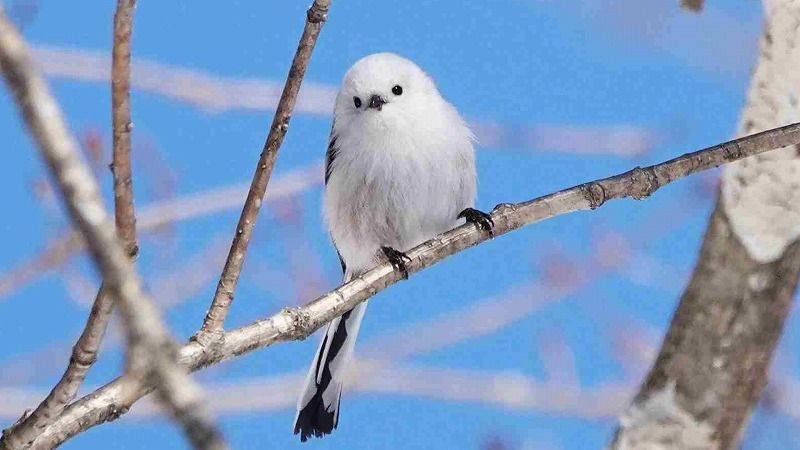 札幌に「シマエナガ」がいる森があった！空飛ぶエゾリスも…森の