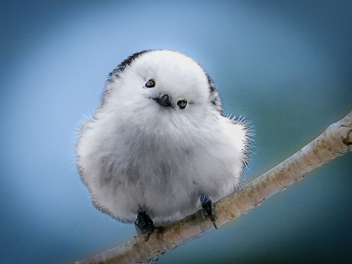 どうしたら出会えるの？雪の妖精・シマエナガを見つけるコツ【動画3選 
