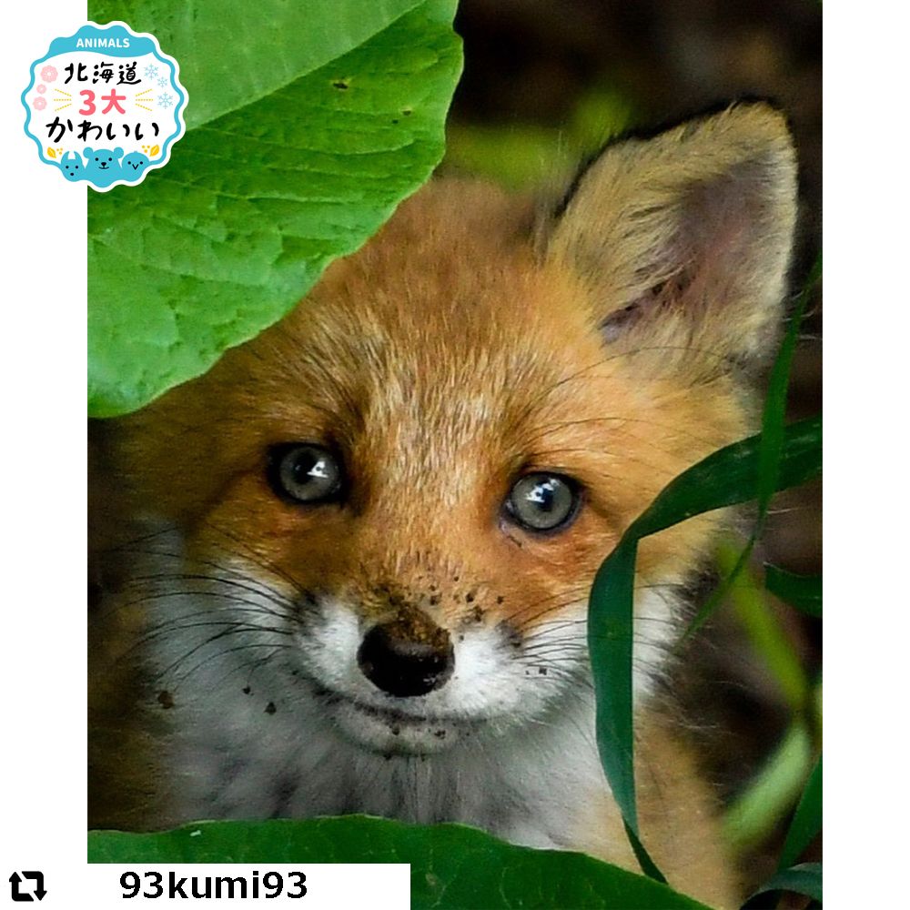 かわいい動物」たち 2021年6月21日〜25日｜Sitakke【したっけ】