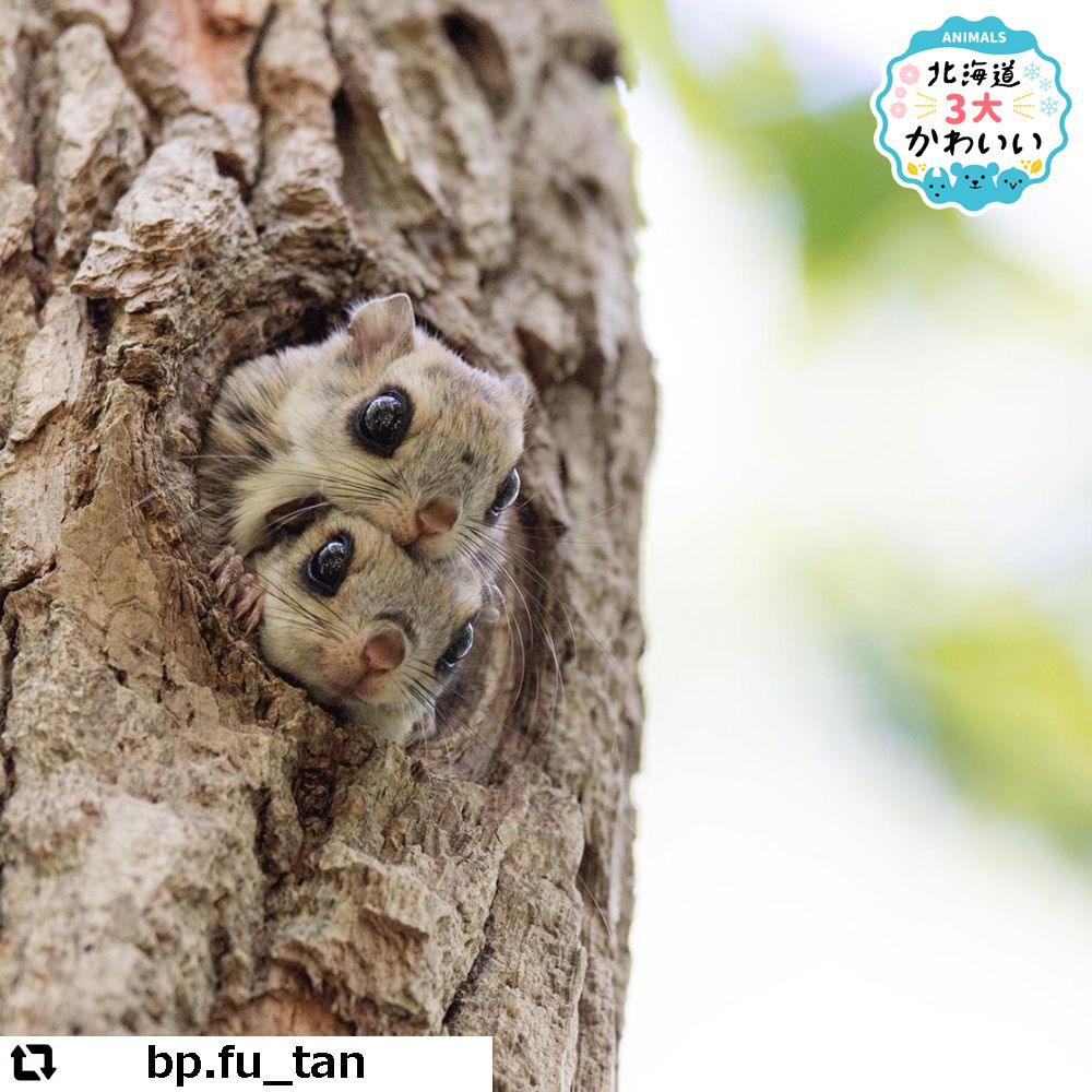 今週の かわいい動物たち 21年6月28日 7月2日 Sitakke したっけ