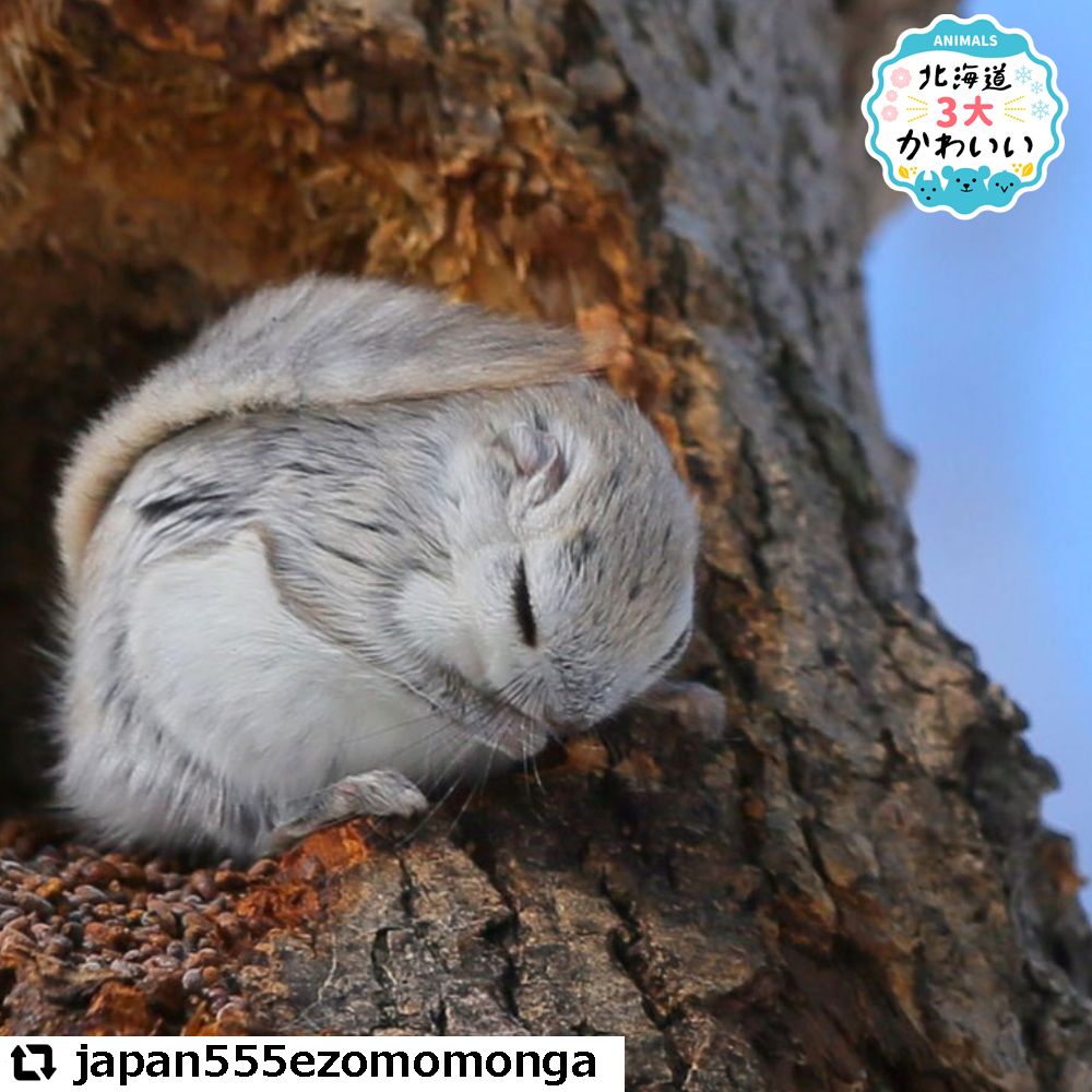 今週の かわいい動物たち 21年7月5日 7月9日 Sitakke したっけ