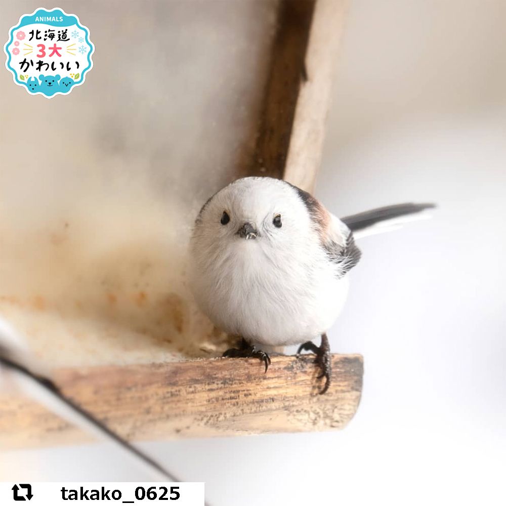 北海道の妖精!?「シマエナガ」ちゃんが可愛すぎる｜Sitakke【したっけ】