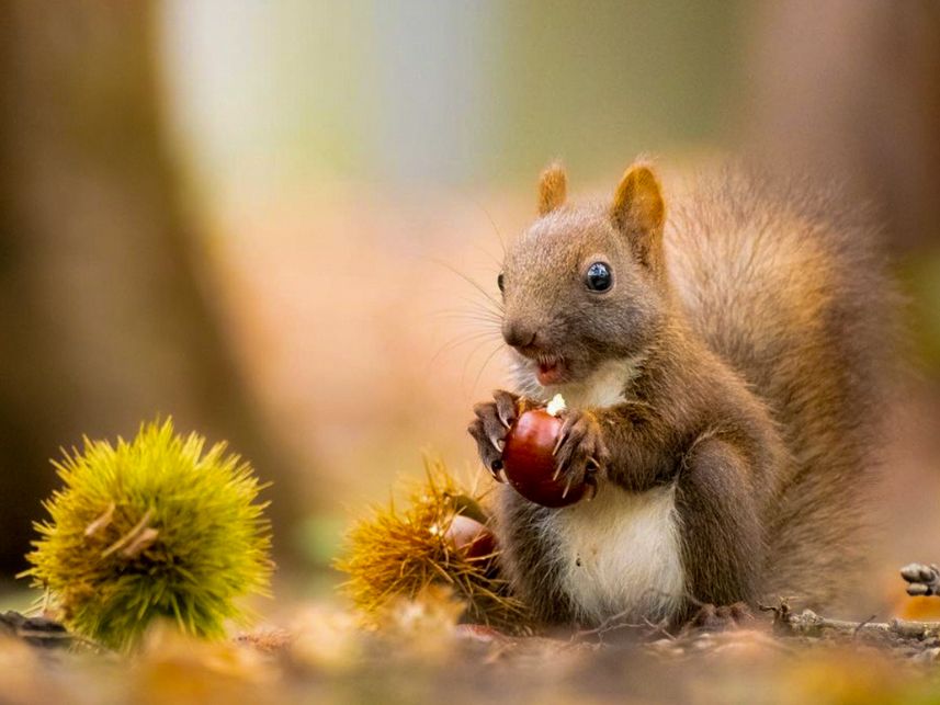 クリの美味しさにビックリ？ 初めての秋と子リスの物語｜Sitakke