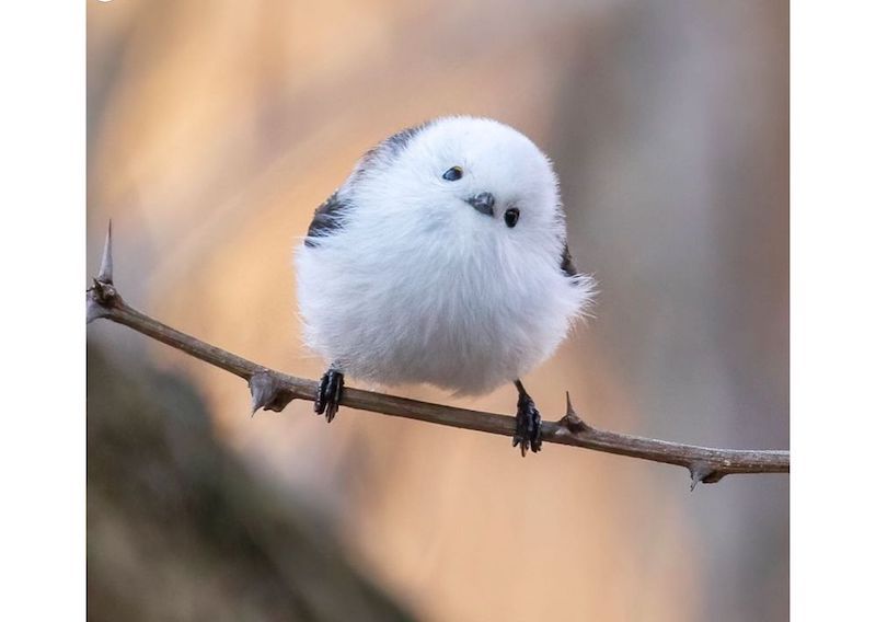 好評 第2弾！「雪の妖精・シマエナガちゃん」【超かわいい画像20