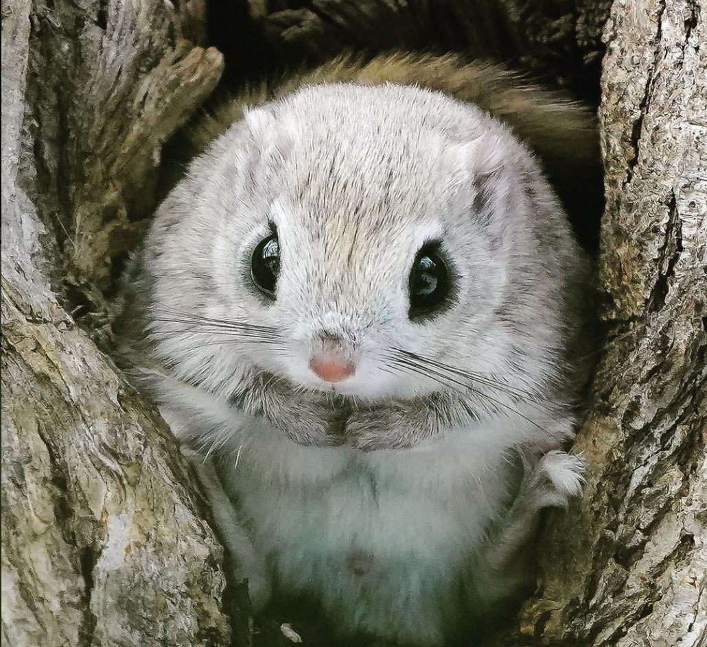 かわいすぎて悶絶…！ウルウルした瞳がたまらない、エゾモモンガの超