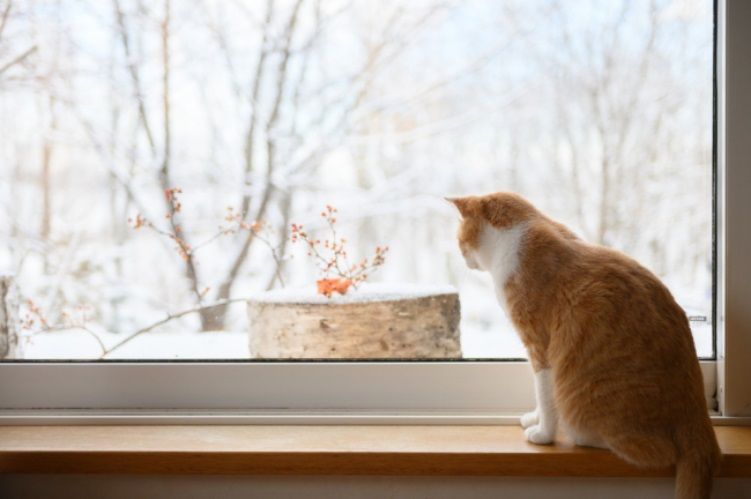 猫は嫌いな方だった」全国の猫好きに癒しを届ける移住夫妻の5匹の猫と
