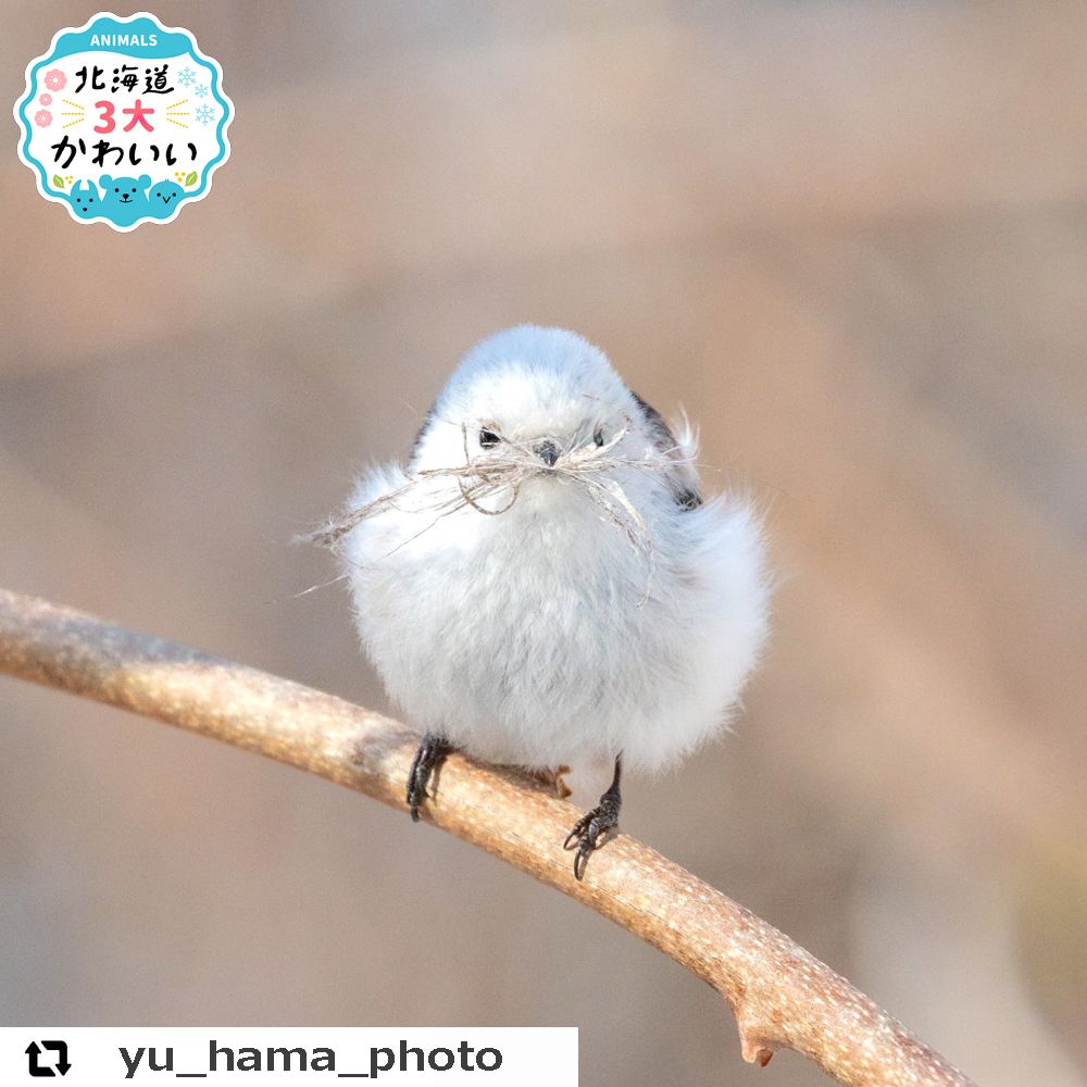 ピンと立ったシッポ その理由は 北海道のかわいい動物 Sitakke したっけ