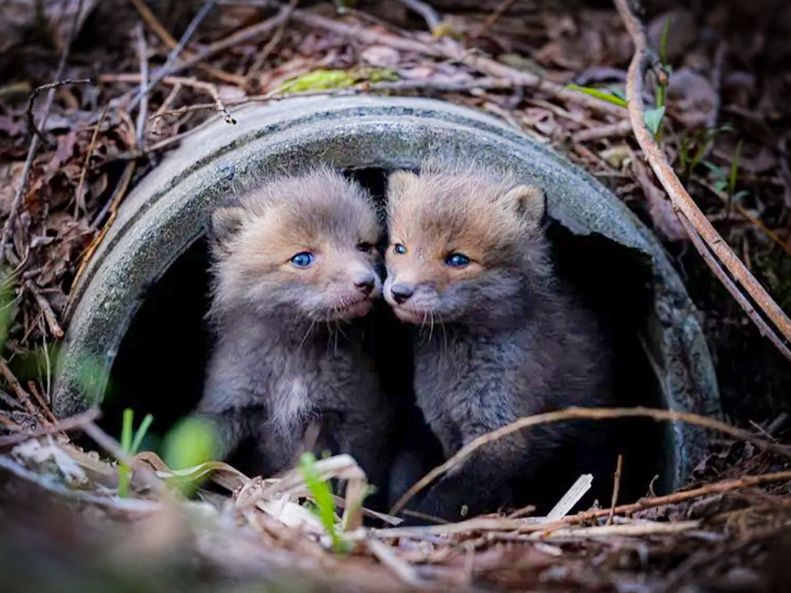 北海道の可愛い動物 A4写真プリント ガラス入り額装 ～キタキツネの愛