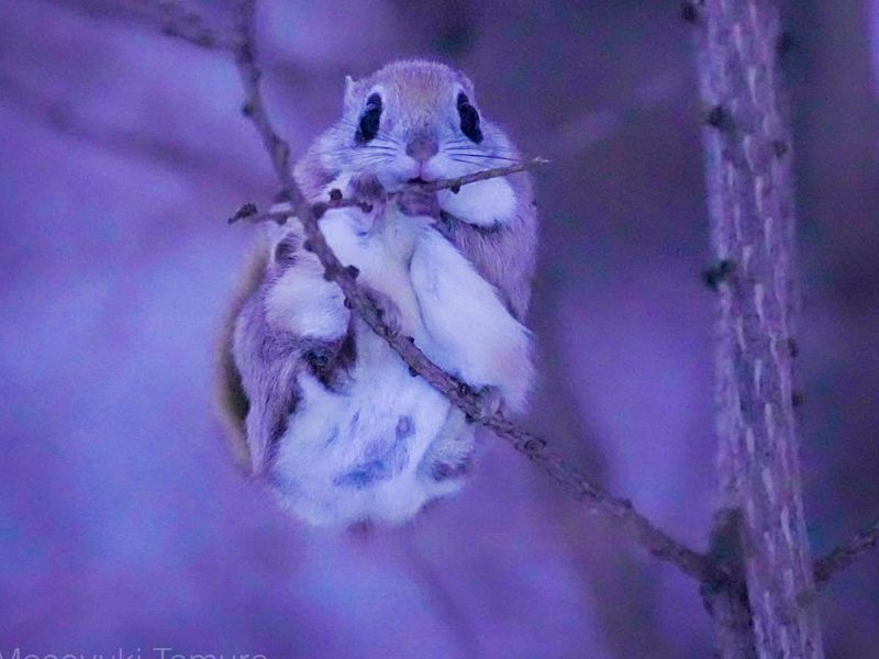すこやかな眠りへ…エゾモモンガが奏でる