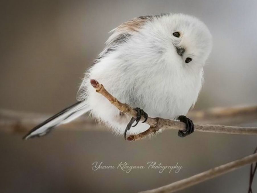 シマエナガちゃんに〝新たな季節〟の到来！｜Sitakke【したっけ】