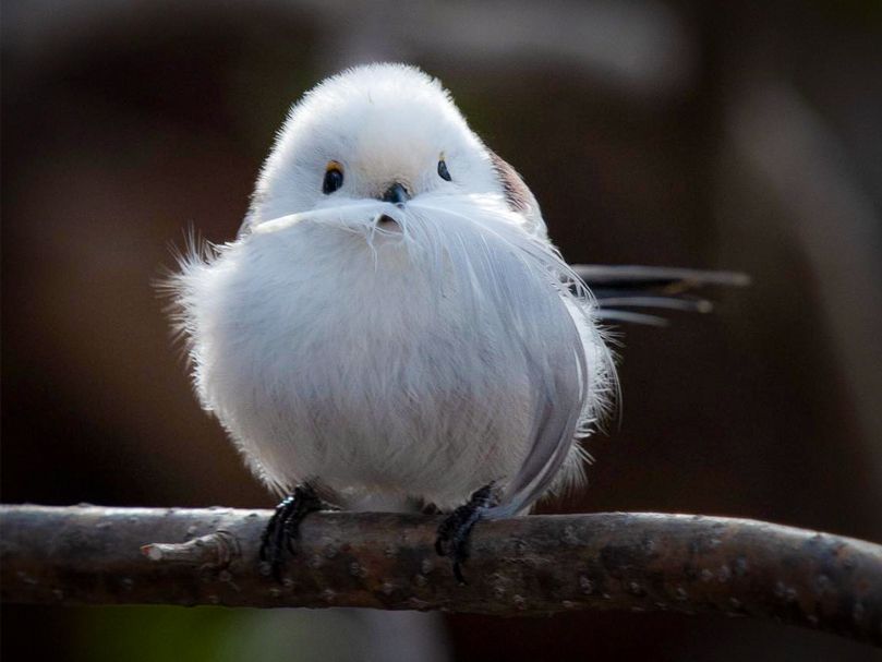 くわえた羽根が、ヒゲに見える？季節外れのサンタさんが登場