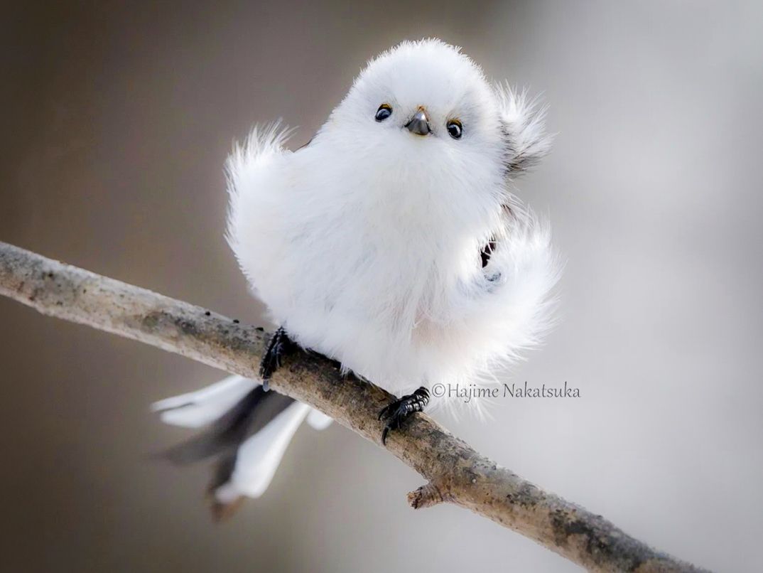 突然の強風に「いや〜ん！」なシマエナガちゃん｜Sitakke【したっけ】