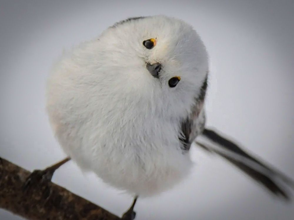 何やってるの？」とカメラをのぞき込むシマエナガちゃん｜Sitakke