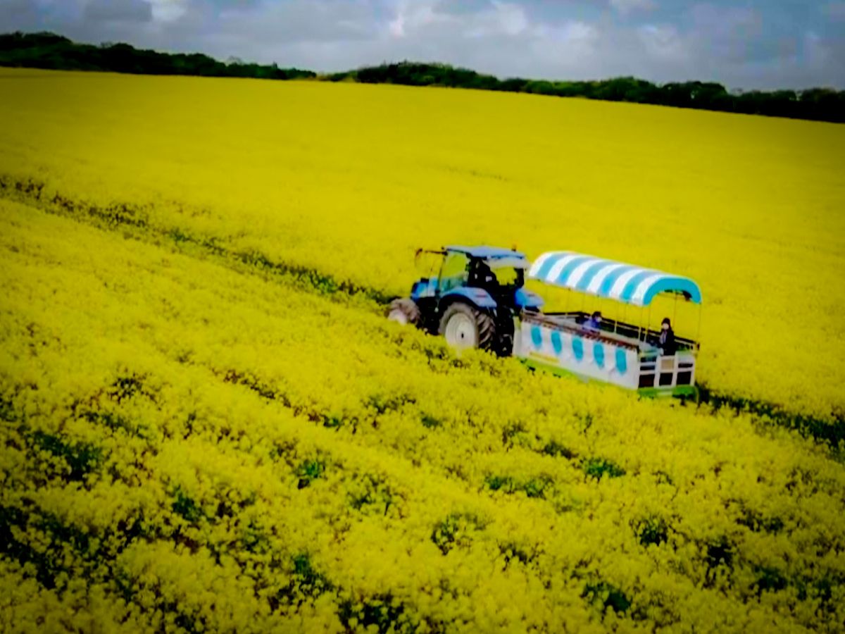 いちめんの菜の花畑を馬車でドライブ 北海道 安平町 Sitakke したっけ