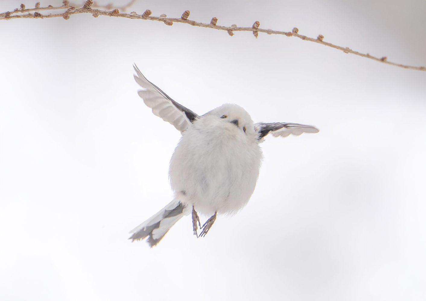 この写真で涼んでください」北海道の寒～い冬に撮影されたシマエナガ