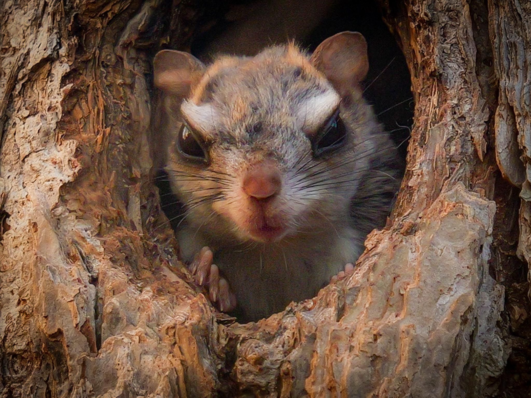 超”不機嫌”そうなエゾモモンガいったい何があったのかしら｜Sitakke