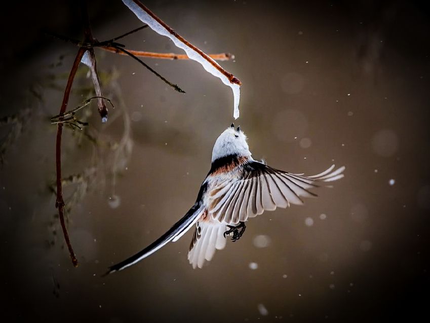 シマエナガが夢中な「アイスキャンディー」って！？｜Sitakke【したっけ】