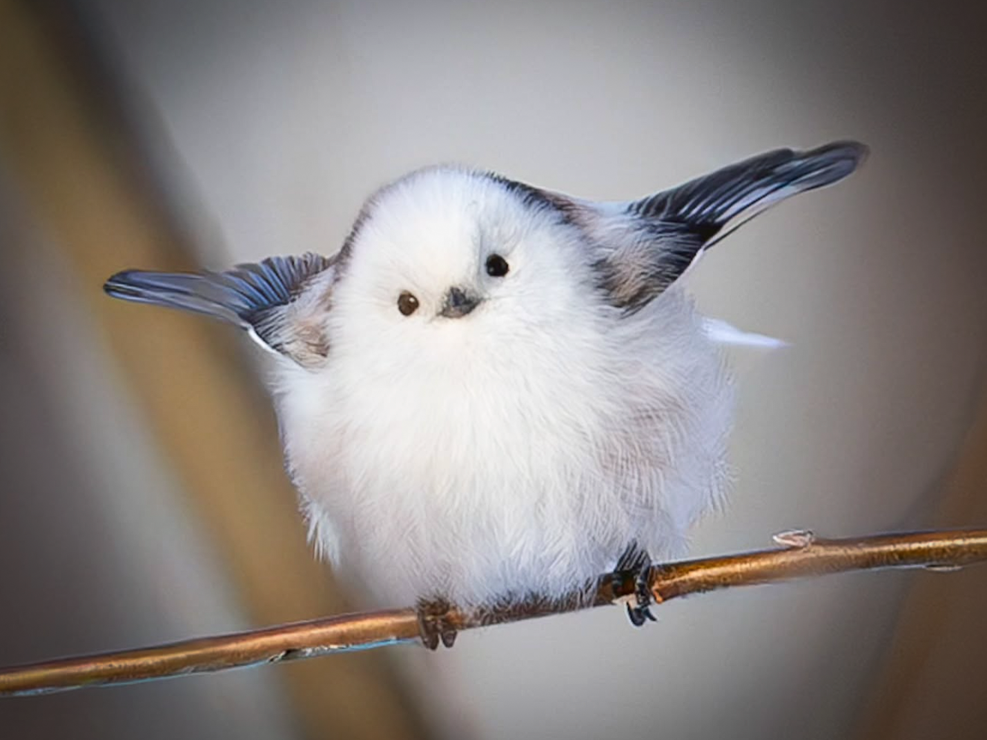 さあ、飛ぶよーっ！」きょうも元気にシマエナガ もうすぐ恋の季節