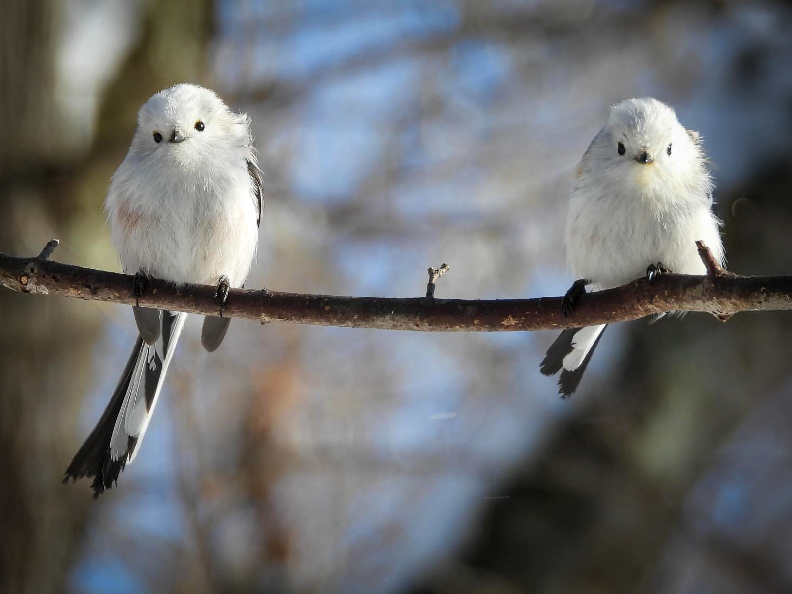 シマエナガに「恋の季節」…この微妙な距離感は【写真7枚・北海道の