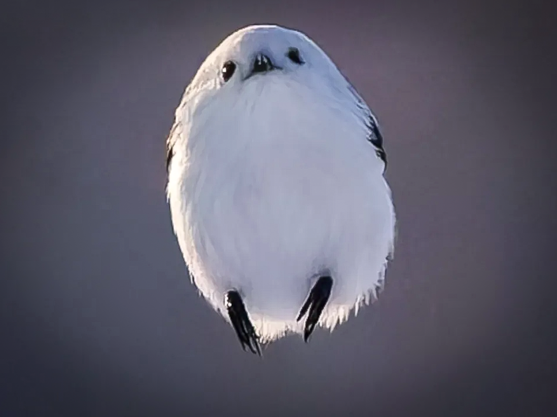 シマエナガはこうして生まれる！？これはもう「空飛ぶタマゴ」【写真5