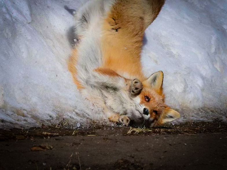 キツネくん「トホホ…」な〝表情〟になっちゃったワケは？｜Sitakke