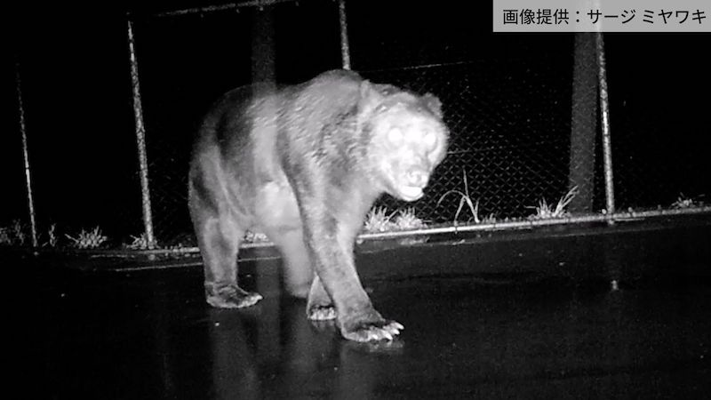 札幌】クマが畑にやってきても、走って帰っていく！その理由とは？札幌