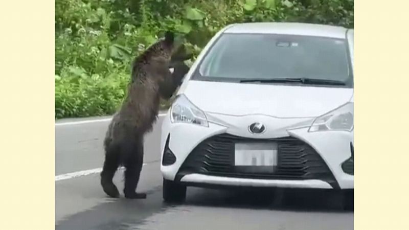 車でクマに会ったら、どうする？（2023年4月6日更新）:クマここ｜HBC