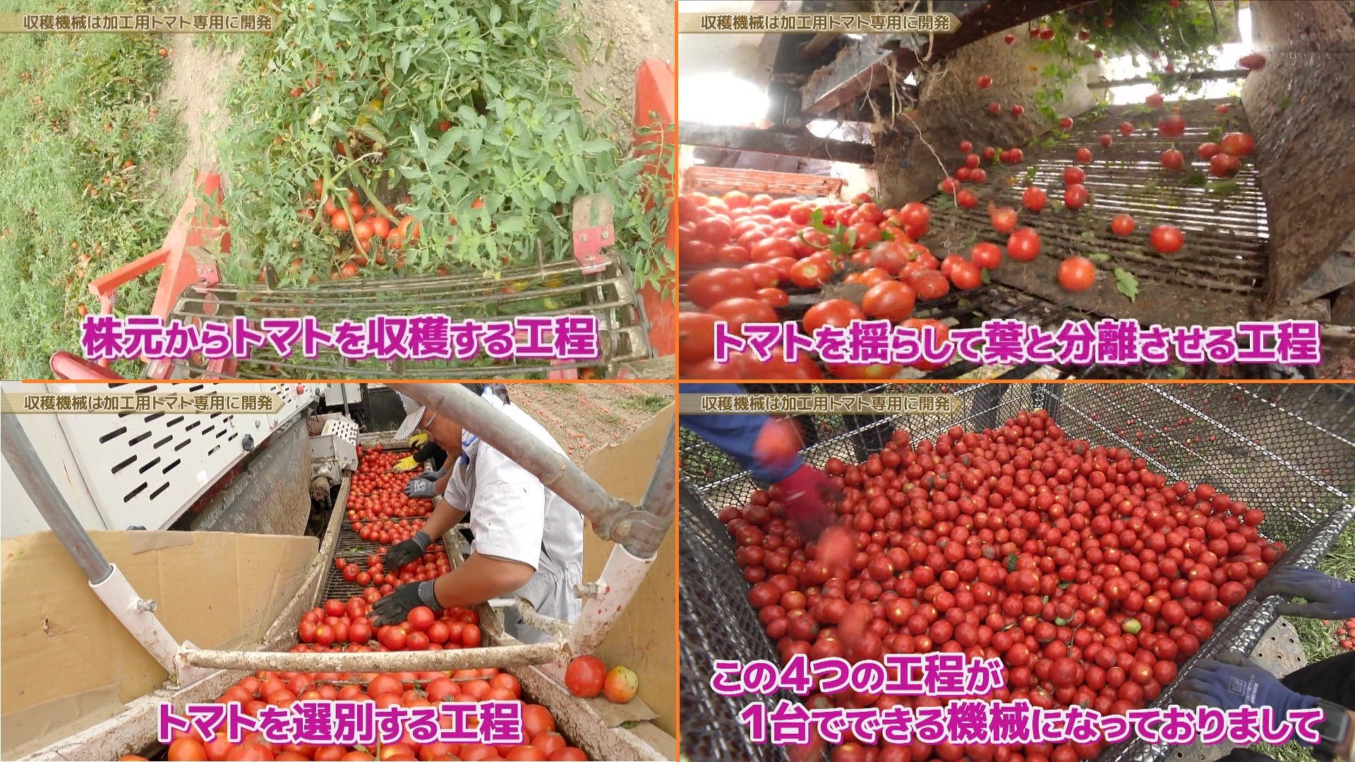 トマトさん専用 トマトさん専用 【公式通販】