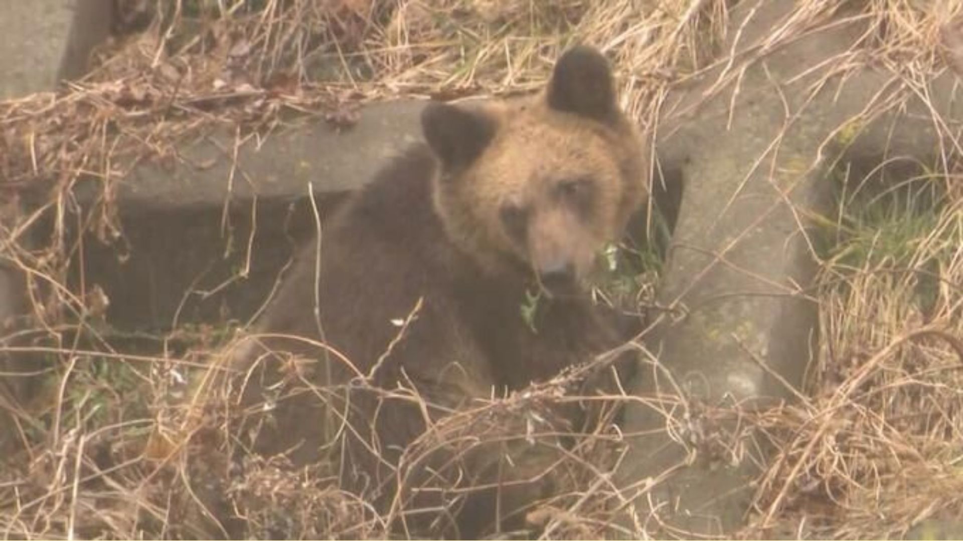 最近のクマは、鈴やラジオの音では逃げない？」よくある疑問30個に回答