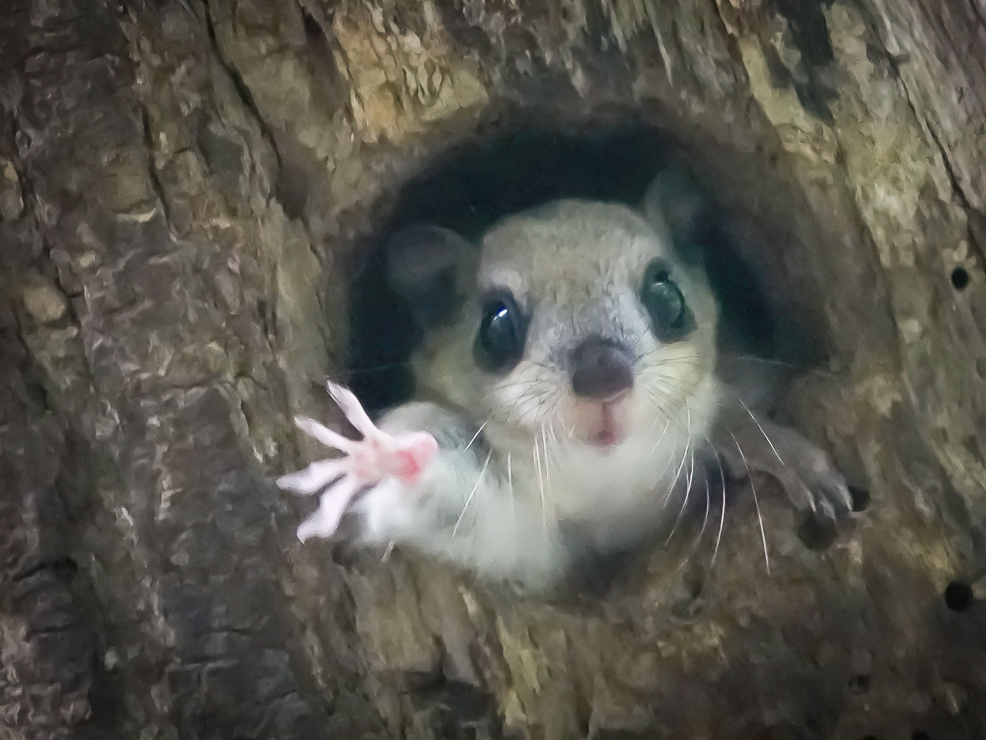 かわいい」に命をかけたカメラマンと、森のエゾモモンガたち