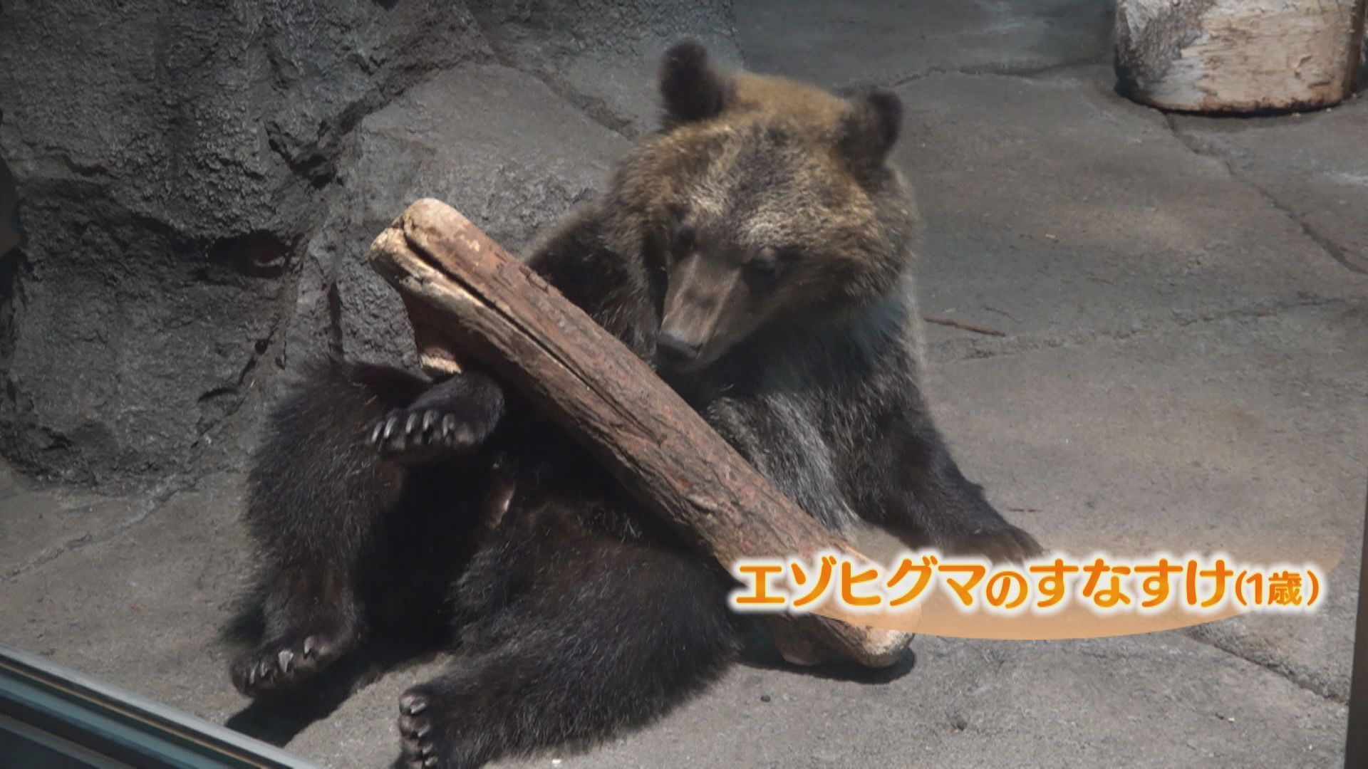 特集】旭山動物園のエゾヒグマ（3月8日放送）:今日ドキッ！｜HBC北海道放送