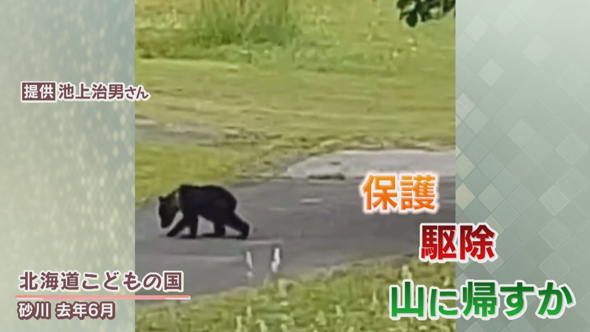 特集】旭山動物園のエゾヒグマ（3月8日放送）:今日ドキッ！｜HBC北海道放送