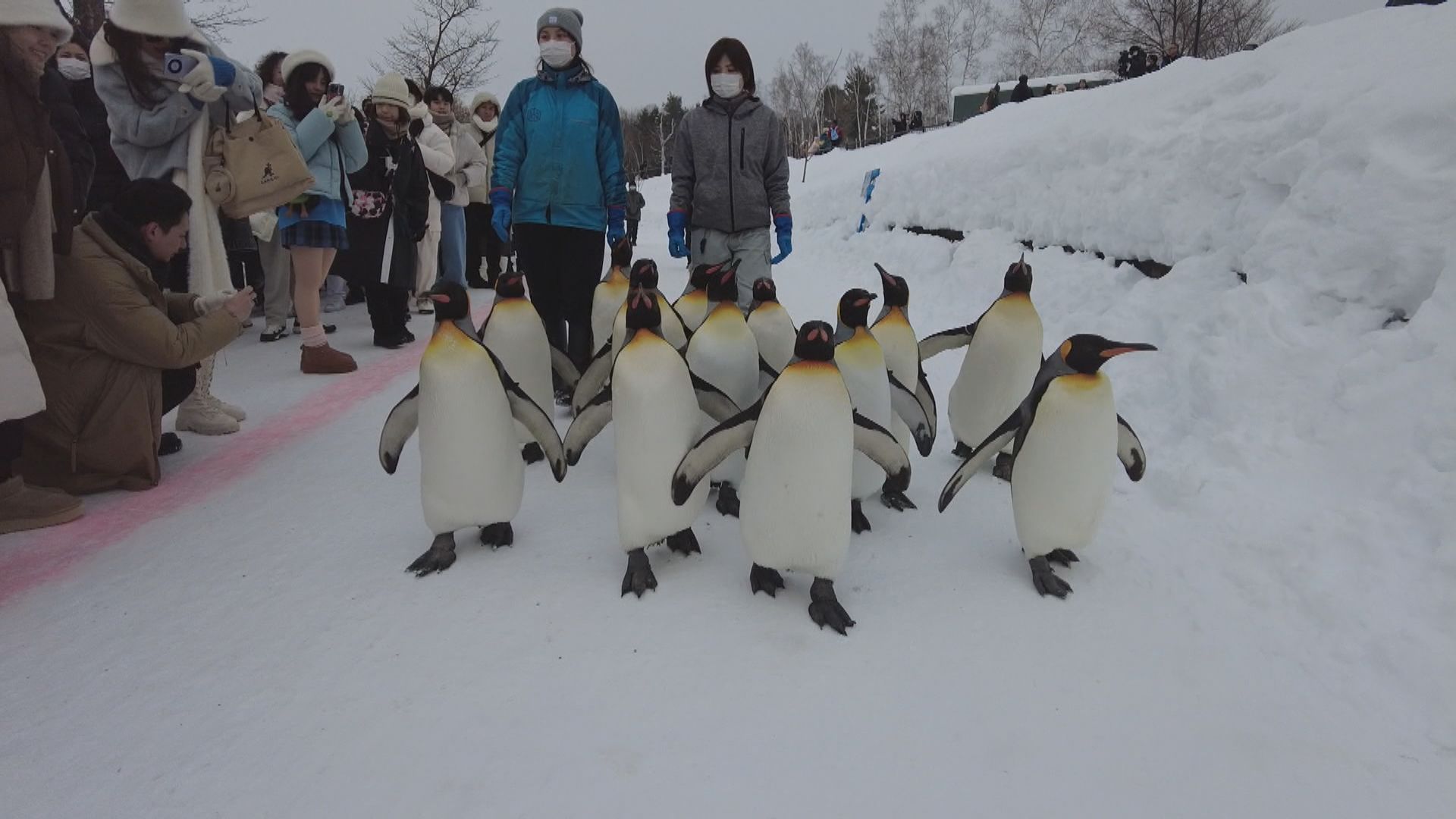 特集】旭山動物園のエゾヒグマ（3月8日放送）:今日ドキッ！｜HBC北海道放送
