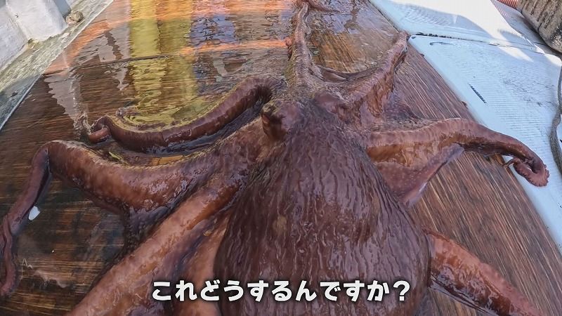 ♯2 師匠！私を弟子にしてください」水ダコ漁のプロに1日密着（7月3