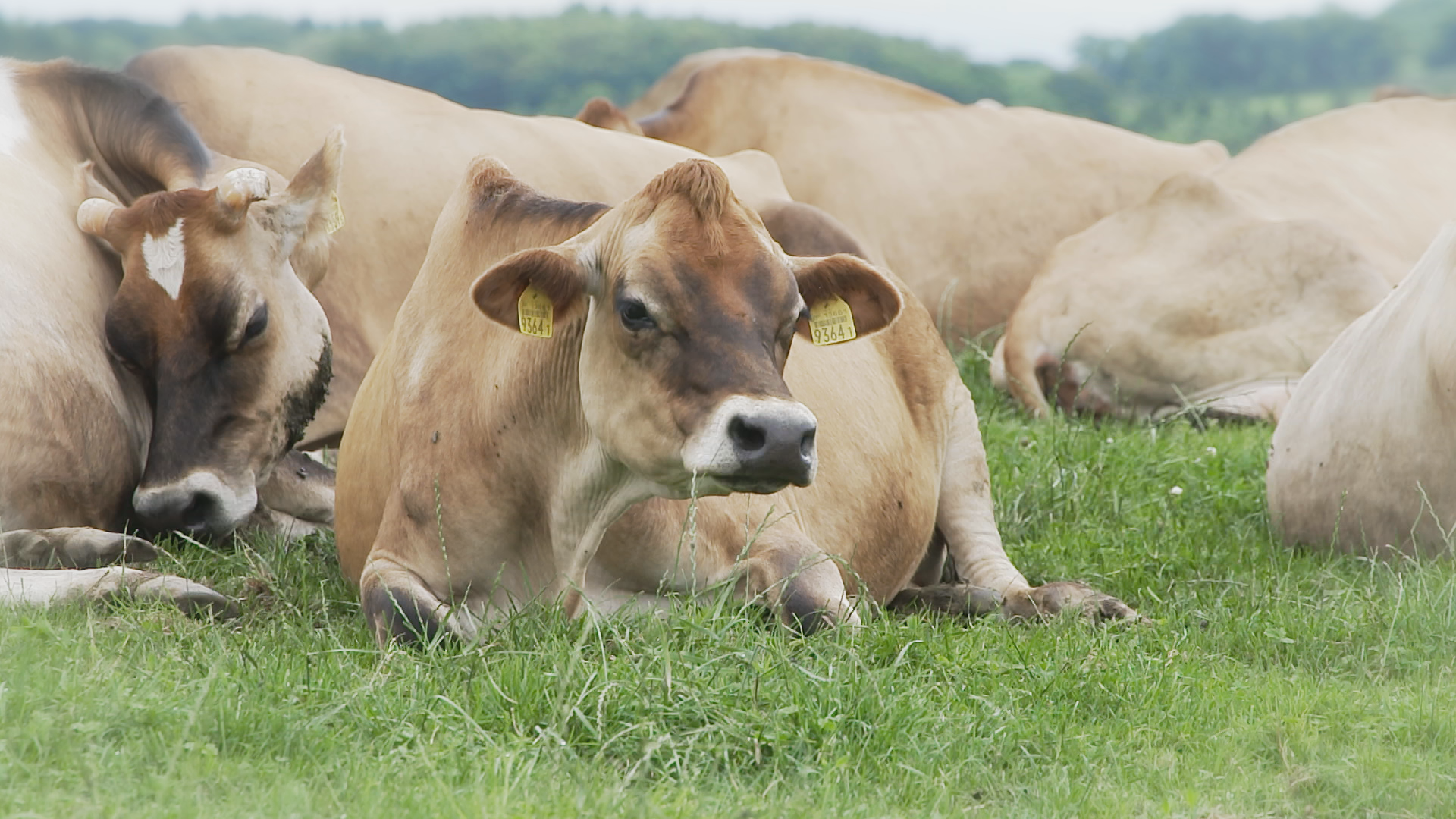 2025年8月24日 せたな町「チーズダムのカマンベールチーズ」:ここに
