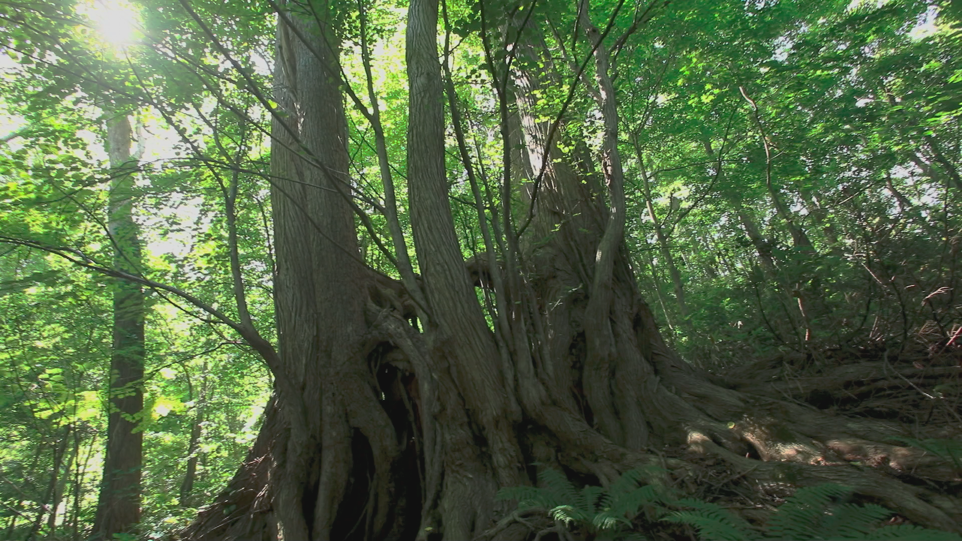 11「円山・藻岩山原始林」9月11日放送:サッポロスマイル｜HBC北海道放送