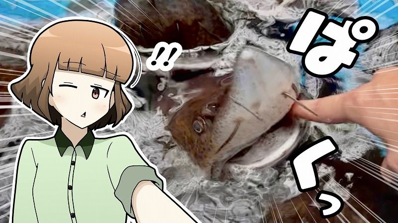サメに指パクされちゃう！」恐ろしい？でも痛くない不思議な体験が