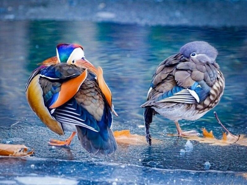 ケガをしたメスに寄り添うオス どうなる？冬の公園の〝おしどり夫婦