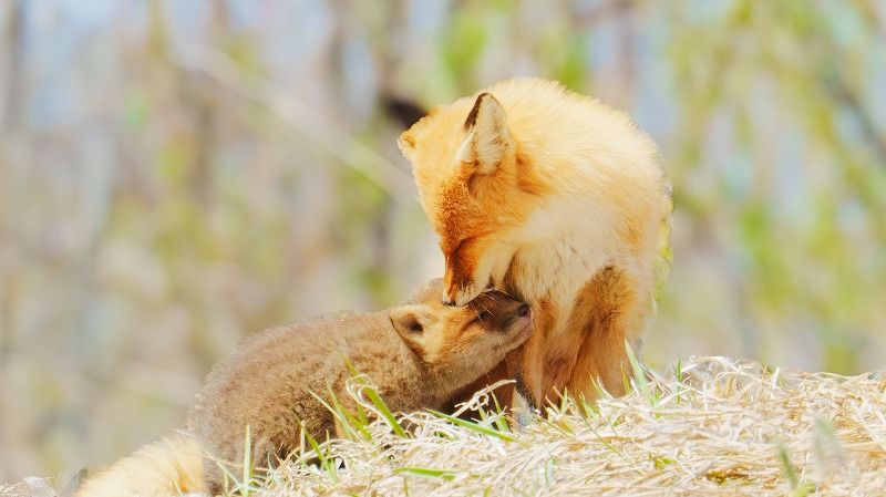北海道の可愛い動物 A4写真プリント ガラス入り額装 ～ぴょこんキタキツネ～ _8579a7d237.jpg