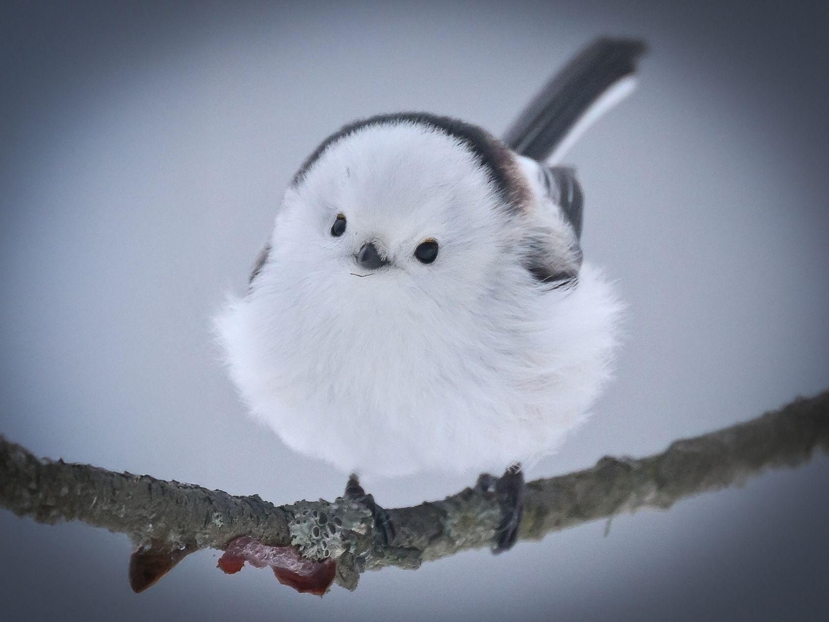 シマエナガ・写真6選】やっぱりかわいい！モフモフにふくらみ、カメラ